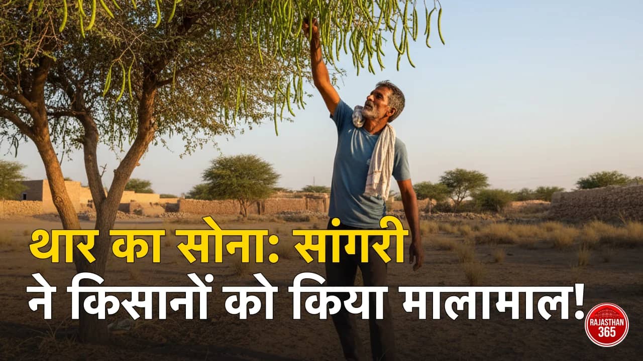 थार का 'ग्रीन गोल्ड': सांगरी की बंपर आवक से बीकानेर के किसानों की चांदी, कमाई का नया जरिया