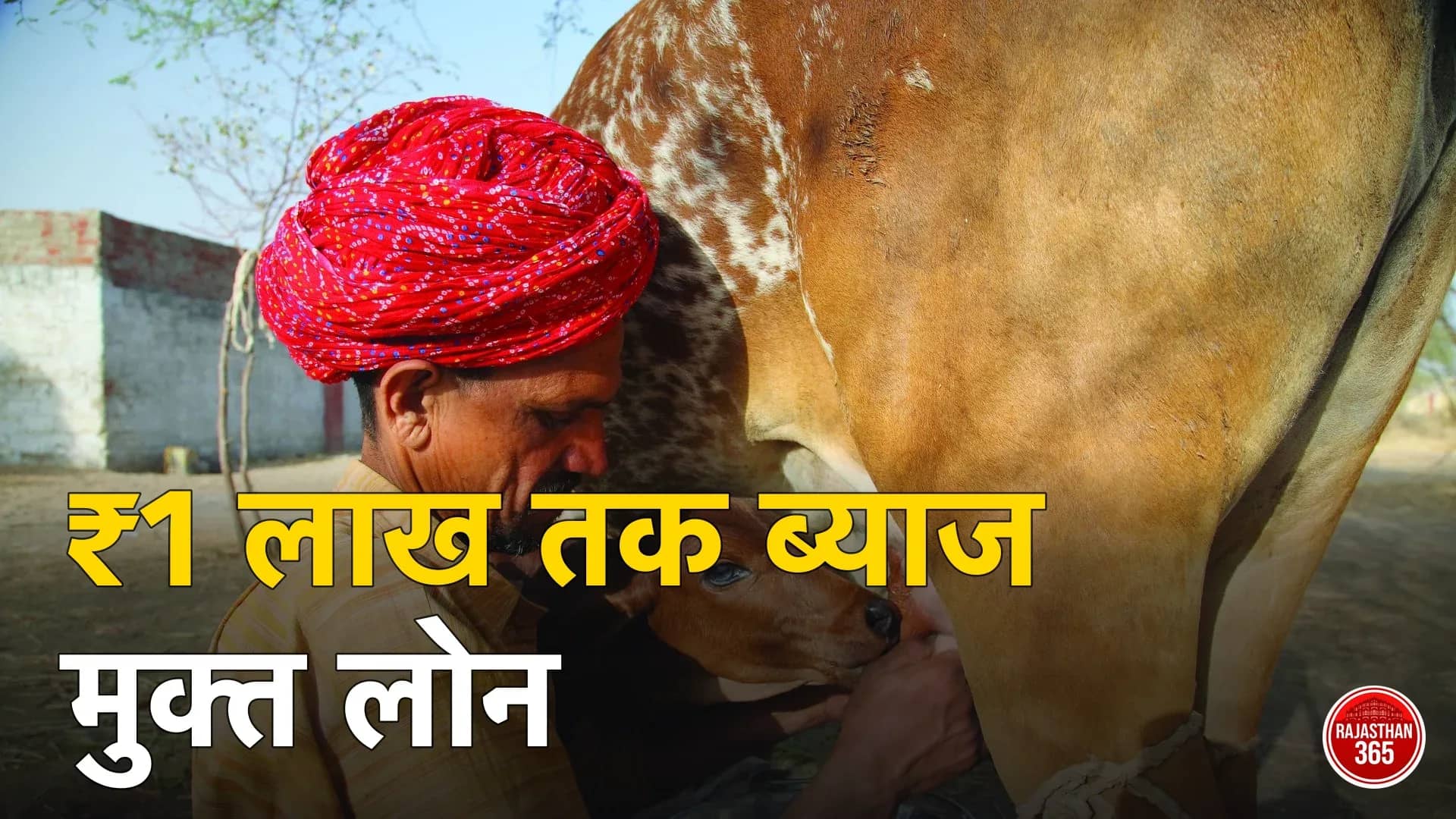 टोंक जिले के नगर गांव में गाय का दूध निकालता पशुपालक, पास में बछड़ा