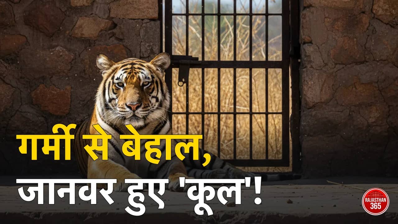 जोधपुर: भीषण गर्मी में 'कूल' हुए वन्यजीव, माचिया सफारी पार्क ने बदली जानवरों की लाइफस्टाइल