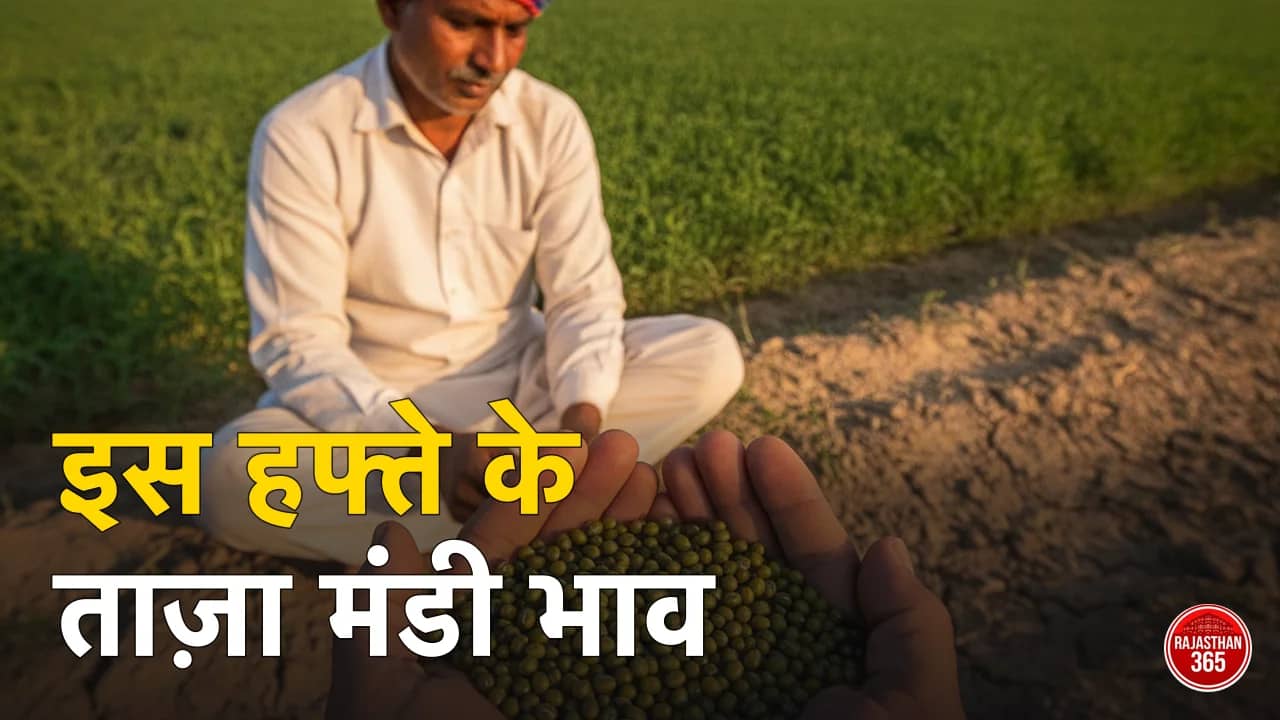 राजस्थान मंडी भाव साप्ताहिक रिपोर्ट — सरसों, ग्वार, गेहूं, बाजरा के ताज़ा भाव