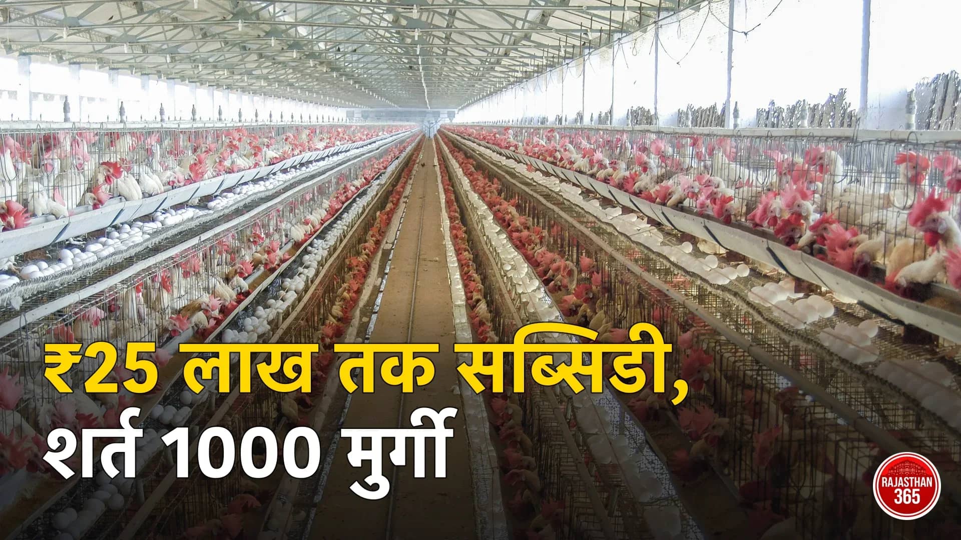 नमक्कल (तमिलनाडु) के एक मुर्गी फार्म का शेड, पिंजरों में मुर्गियां और अंडों की कतारें