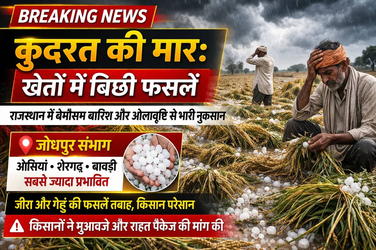 राजस्थान में बेमौसम बारिश और ओलावृष्टि से फसलों को भारी नुकसान: जीरा और गेहूं की पैदावार पर संकट