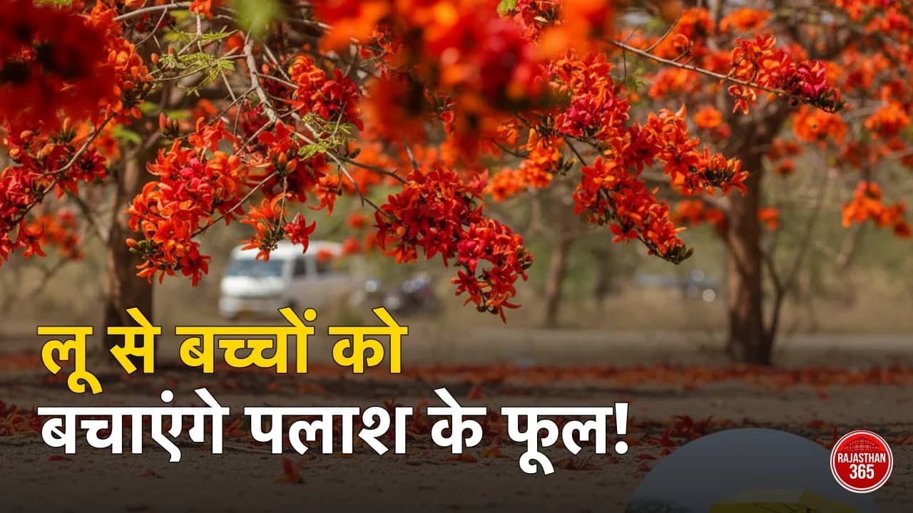 जालौर में भीषण गर्मी का कहर: बच्चों को लू से बचाने में पलाश के फूल साबित हो रहे हैं रामबाण