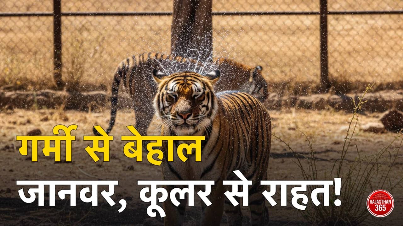 राजस्थान की भीषण गर्मी से बेहाल वन्यजीव: नाहरगढ़ और हाथी गाँव में कूलर-स्प्रिंकलर से दी जा रही राहत