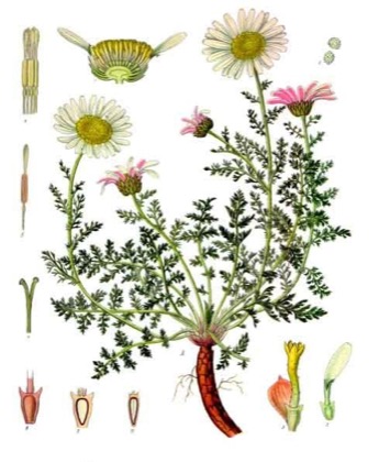 Akarkara