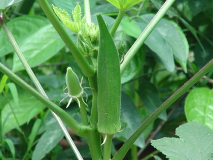 Bhindi(Ladies Finger)