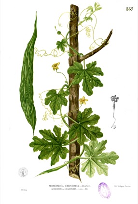Bitter gourd