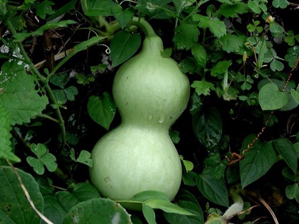 Bottle gourd