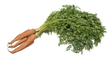 Carrot