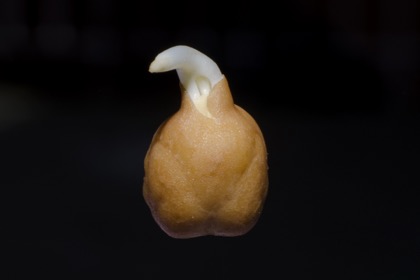 चना