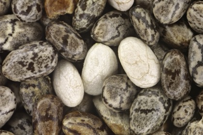 Chiaseeds