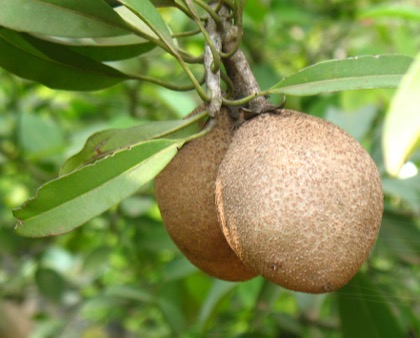 Chikoos(Sapota)
