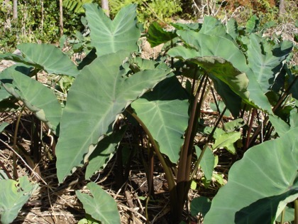 Colacasia