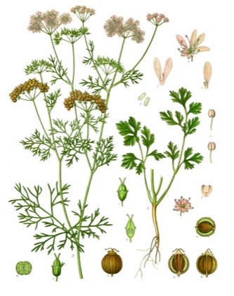 Coriander(Leaves)