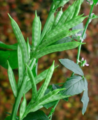 ग्वार