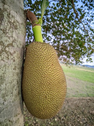 Jack Fruit(Ripe)
