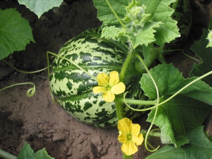 Karbuja(Musk Melon)