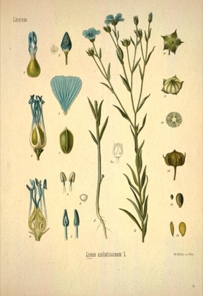 Linseed