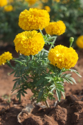 Marigold(loose)