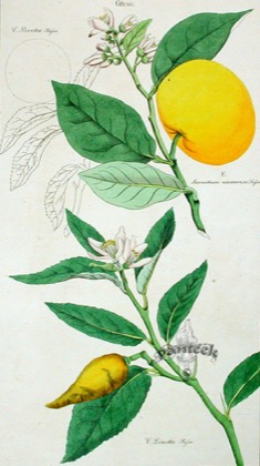 Mousambi(Sweet Lime)