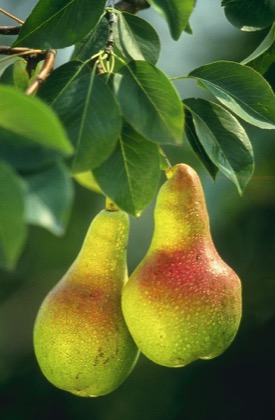 Pear(Marasebu)