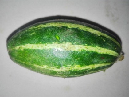 Pointed gourd(Parval)