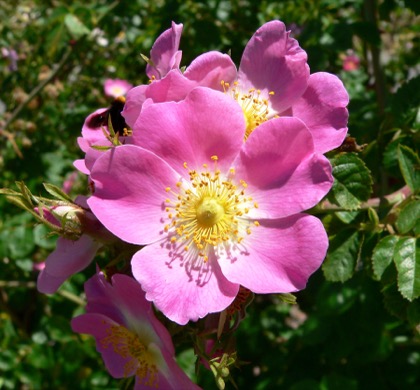 Rose(Loose))