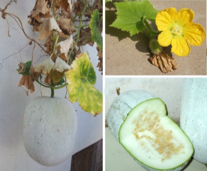 Round gourd