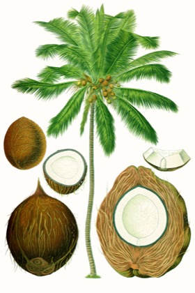 Tender Coconut