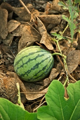 Water Melon